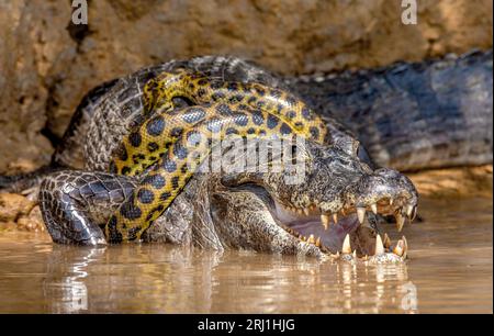 Cayman (Caiman crocodylus yacare) vs Anaconda (Eunectes murinus). Cayman ha preso un anaconda. Anaconda strangola il caimano. Brasile. Pantanal. Foto Stock