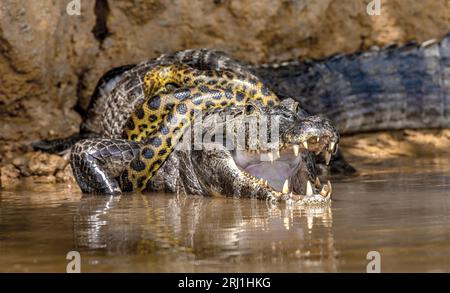 Cayman (Caiman crocodylus yacare) vs Anaconda (Eunectes murinus). Cayman ha preso un anaconda. Anaconda strangola il caimano. Brasile. Pantanal. Foto Stock