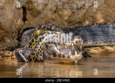 Cayman (Caiman crocodylus yacare) vs Anaconda (Eunectes murinus). Cayman ha preso un anaconda. Anaconda strangola il caimano. Brasile. Pantanal. Foto Stock