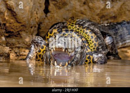 Cayman (Caiman crocodylus yacare) vs Anaconda (Eunectes murinus). Cayman ha preso un anaconda. Anaconda strangola il caimano. Brasile. Pantanal. Foto Stock