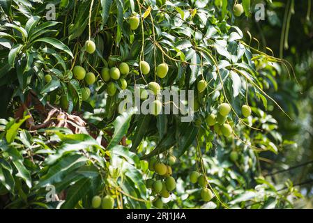I frutti di mango crescono sull'albero di mango in giardino ad aprile a Ko Lipe, Thailandia Foto Stock