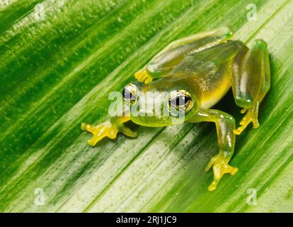 Rana di vetro Teratohyla spinosa (rana di cochran spinosa) della famiglia dei centrolenidi su una foglia verde nella giungla di Guna Yala, Panama. Foto Stock