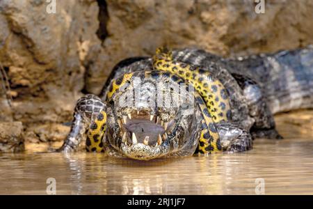 Cayman (Caiman crocodylus yacare) vs Anaconda (Eunectes murinus). Cayman ha preso un anaconda. Anaconda strangola il caimano. Brasile. Pantanal. Foto Stock