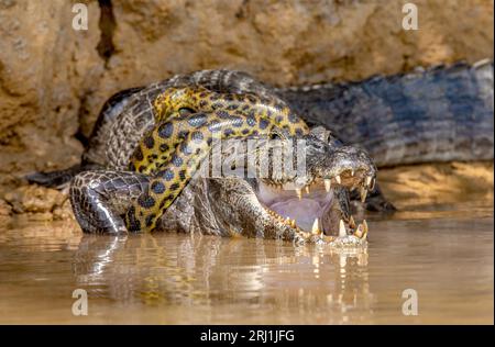 Cayman (Caiman crocodylus yacare) vs Anaconda (Eunectes murinus). Cayman ha preso un anaconda. Anaconda strangola il caimano. Brasile. Pantanal. Foto Stock