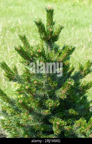 Colorado Bristlecone Pine, Foxtail Pine, Hickory Pine, Pinus aristata, Rocky Mountain Bristlecone, Pinus aristata "Loveland" Foto Stock
