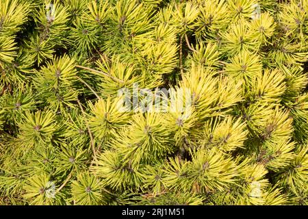 Pinus fogliame nel colore estivo di Pinus mugo 'Ophir' Foto Stock
