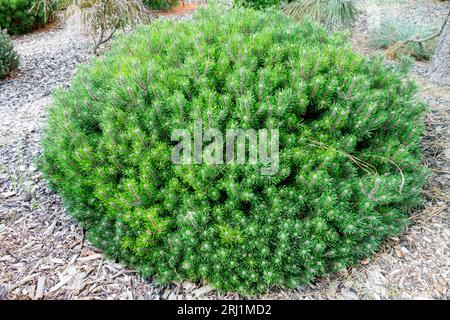 Pino di montagna, Pinus mugo 'Humpy', Giardino, pino di Mugo Foto Stock