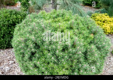 Pino di montagna, giardino, Pinus mugo 'piccola Signora', nano, pino mugo, Cultivar Foto Stock