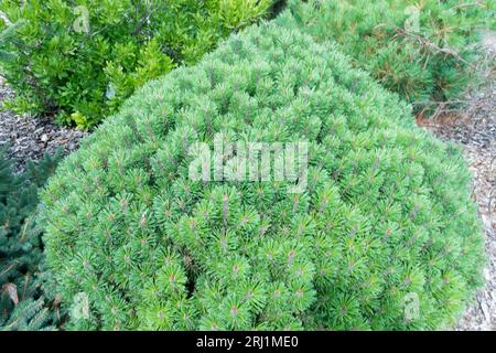 Giardino, Pinus mugo "Red Robe", piccolo, pino, Cultivar, pino di montagna, conifera nana Foto Stock