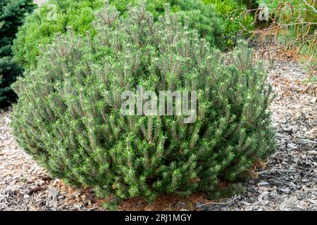 Piccolo, Pinus mugo 'Brevifolia', pino mugo, pino montano, giardino Foto Stock
