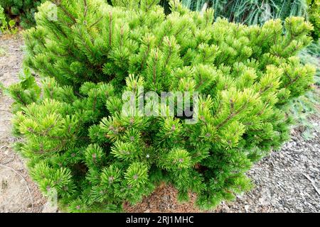 Mountain Pine, Pinus mugo "Little Gold Star", colore estivo Foto Stock
