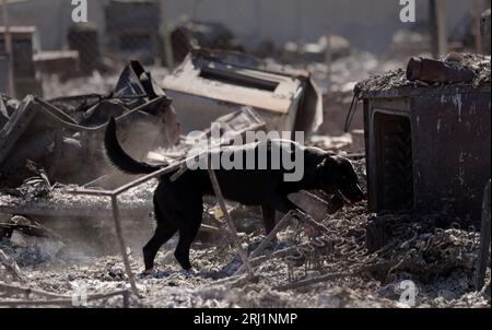 Lahaina, Stati Uniti. 17 agosto 2023. Un cane cadavere con squadre di recupero urbano controlla un sito sospetto di resti umani in seguito a incendi che hanno travolto la Maui occidentale, il 17 agosto 2023 a Lahaina, Maui, Hawaii. Gli incendi alimentati da forti venti uccisero almeno 100 persone e distrussero migliaia di case sull'isola. Crediti: Glenn Fawcett/CBP Photo/Alamy Live News Foto Stock