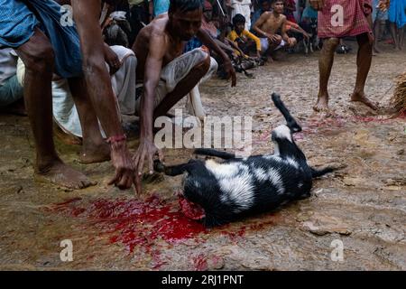 19 agosto 2023, Purulia, Bengala Occidentale, India: Monosa Puja è un importante festival nella regione di Manbhum. Ci sono un certo numero di diversità può essere visto in questo festival in questa regione. Una delle pochissime attività o processi noti di festival è ''Karra''. In questo processo uno, che si è scelto da un processo tradizionale, è stato battuto da una corda speciale fatta da foglie d'erba locali di sua spontanea volontà. Questo processo può essere visto al tempo di ''Ghot Tola'', ''Ghot bisorjon''' e ''Murti Bisorjon'''. Questo processo speciale è stato registrato nel villaggio di Aamjora a Purulia. A parte questo, ''panna'' o ''Boli'' Foto Stock