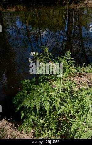 Primo piano dell'Antheriscus sylvestris Foto Stock