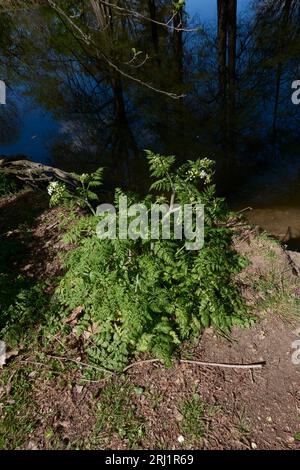 Primo piano dell'Antheriscus sylvestris Foto Stock