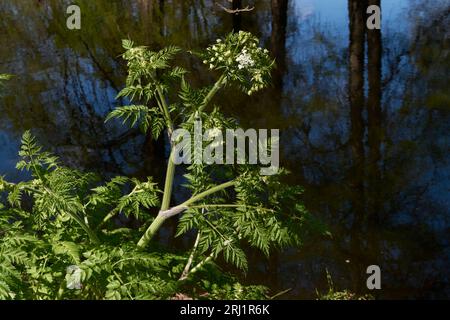 Primo piano dell'Antheriscus sylvestris Foto Stock