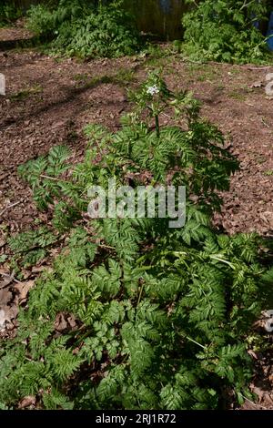 Primo piano dell'Antheriscus sylvestris Foto Stock
