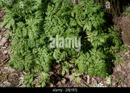 Primo piano dell'Antheriscus sylvestris Foto Stock