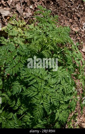 Primo piano dell'Antheriscus sylvestris Foto Stock