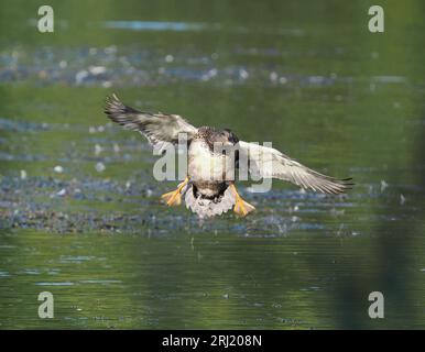 Gadwall sta aumentando di numero, usano un lago a Warrington mentre muta con numeri in 3 figure. Foto Stock