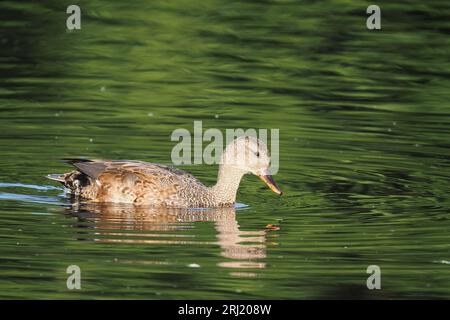 Gadwall sta aumentando di numero, usano un lago a Warrington mentre muta con numeri in 3 figure. Foto Stock