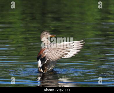 Gadwall sta aumentando di numero, usano un lago a Warrington mentre muta con numeri in 3 figure. Foto Stock