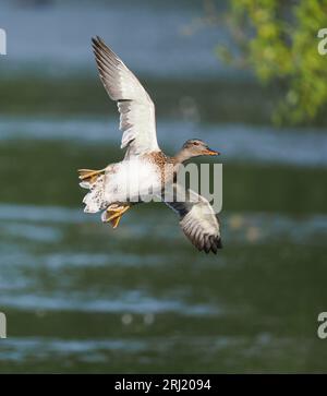 Gadwall sta aumentando di numero, usano un lago a Warrington mentre muta con numeri in 3 figure. Foto Stock