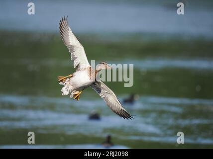 Gadwall sta aumentando di numero, usano un lago a Warrington mentre muta con numeri in 3 figure. Foto Stock