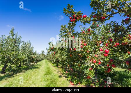 Due file di meli pieni di frutta viste sotto un cielo blu a Norfolk quasi pronte per la raccolta. Foto Stock