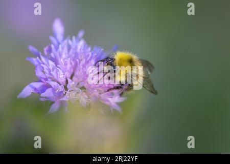 Bombus lucorum, Hellgelbe Erdhummel, bumblebee dalla coda bianca Foto Stock