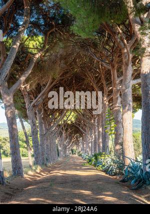 Strada panoramica a pineta nei pressi di Castagneto Carducci. In provincia di Livorno, Toscana, Italia. Foto Stock