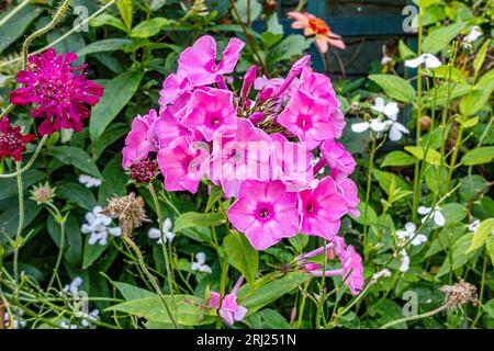 Una pianta erbacea perenne rosa phlox che fiorisce in un giardino Foto Stock