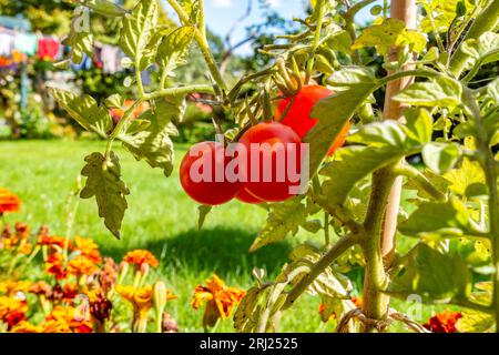 Pomodori ciliegini "Lizzano" che crescono e maturano su piante che crescono al confine di un giardino. Foto Stock