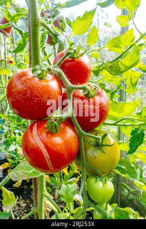 Trave di pomodori coltivati in casa che crescono e maturano in una serra. Foto Stock