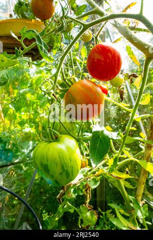 Trave di pomodori tigerella coltivati in casa che crescono e maturano in serra. Foto Stock