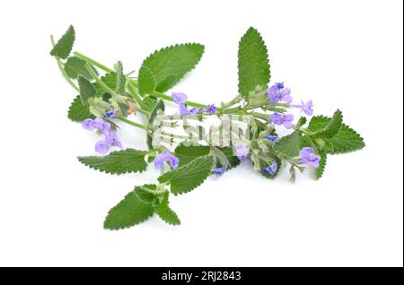 Nepeta cataria, comunemente nota come catnip, catswort, catwort e catmint. Isolato su sfondo bianco Foto Stock