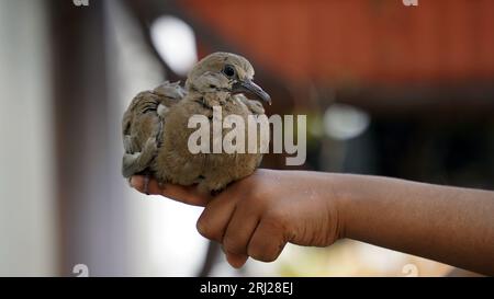 Salva uccelli, la piccola tipa è seduta sul palmo della sua mano. Sparrow Chick in mano all'uomo. Primo piano. Foto Stock