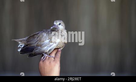 Salva uccelli, la piccola tipa è seduta sul palmo della sua mano. Sparrow Chick in mano all'uomo. Primo piano. Foto Stock