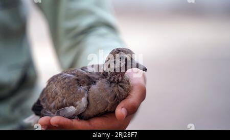 Salva uccelli, la piccola tipa è seduta sul palmo della sua mano. Sparrow Chick in mano all'uomo. Primo piano. Foto Stock