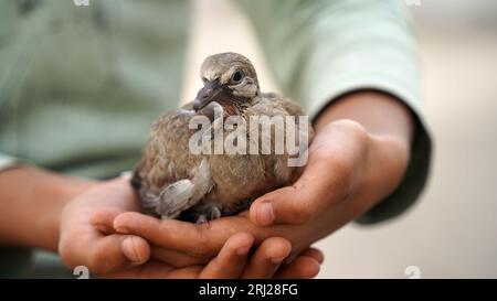 Salva uccelli, la piccola tipa è seduta sul palmo della sua mano. Sparrow Chick in mano all'uomo. Primo piano. Foto Stock