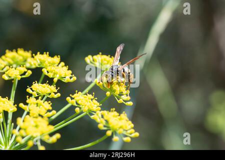 Primo piano di un'ape su un fiore di finocchio in un giardino nel sud della Francia. Impollinazione delle api e vita vibrante degli insetti nel giardino. Foto Stock