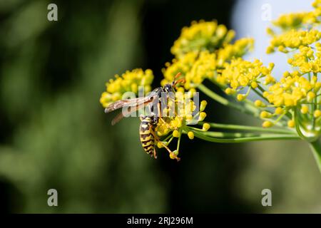 Primo piano di un'ape su un fiore di finocchio in un giardino nel sud della Francia. Impollinazione delle api e vita vibrante degli insetti nel giardino. Foto Stock