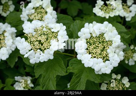 Fiori di Viburnum in fiore foto da vicino nel verde giardino estivo Foto Stock