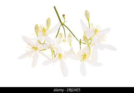 fiore di caprifoglio isolato su sfondo bianco Foto Stock