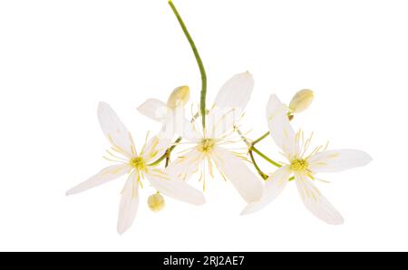 fiore di caprifoglio isolato su sfondo bianco Foto Stock