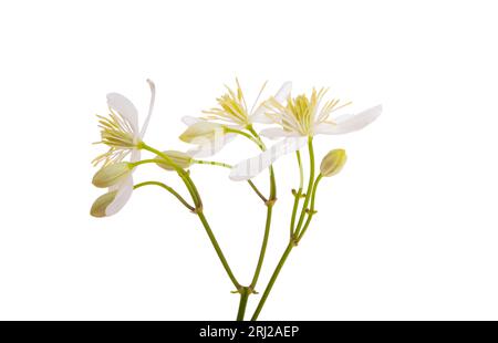 fiore di caprifoglio isolato su sfondo bianco Foto Stock