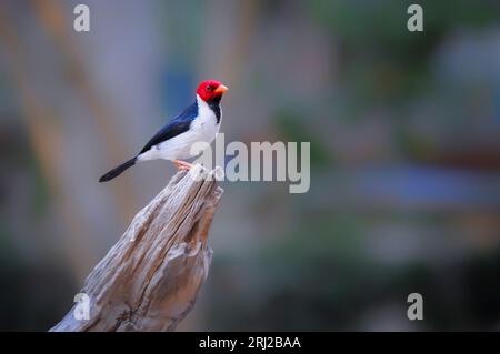 Cardinale con fattura gialla, Paroaria capitata, arroccato su una filiale nel Pantanal, Mato grosso, Brasile Foto Stock