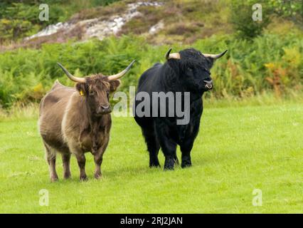 Mucche delle Highland femminili e maschili, bovini, toro, in piedi insieme in un campo verde Foto Stock