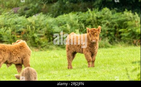 Piccoli piccoli vitelli di mucca delle Highlands molto carini in un campo verde in campagna Foto Stock