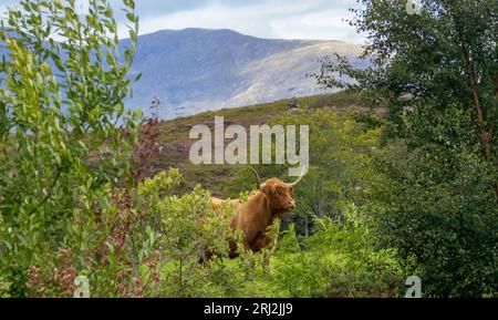 Splendida mucca scozzese marrone con paesaggio montano scozzese sullo sfondo Foto Stock